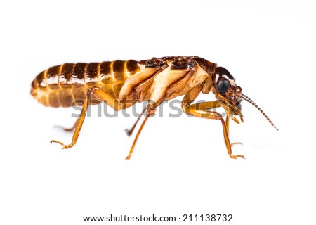 Close up of termite white ant on white background