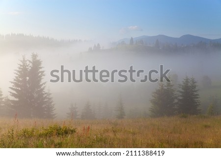 Fairy tale picture of foggy mountain morning, silhouettes of spruces and mountains in dense fog, blue sky. The Carpathians.