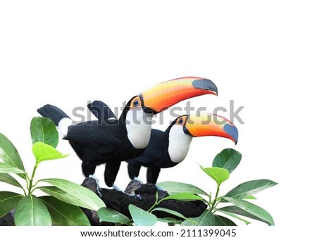 Two beautiful colorful toucan birds (Ramphastidae) on a branch in a rainforest. Couple of toucan bird and leaves of tropical plants. Isolated on white background. Copy space for text Royalty-Free Stock Photo #2111399045
