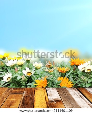 Adonis vernalis (Pheasant's eye) flowers and old wooden planks on sunny blue sky backdrop. Empty wooden table top and False hellebore flower. Rustic wood table. Mock up template. Copy space for text