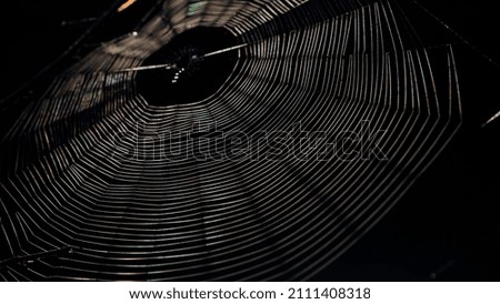 White spider's net isolated on a black background. decoration for the holiday. scary background. network in sunlight. macro. monochrome photo. horror, halloween
