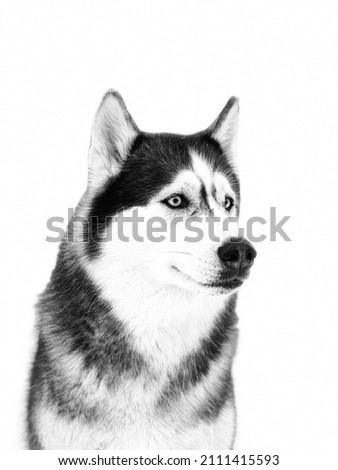 Portrait of a Siberian husky on a white background. Black and white photography