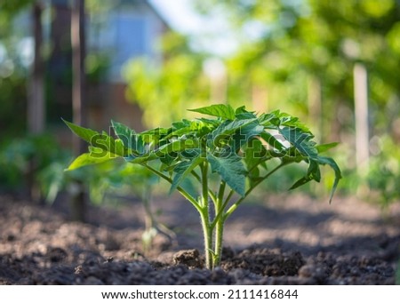 Young tomato seedlings growing in the open ground on a bed, shallow depth of field. Beautiful green tomato bush on the background of a sunny garden