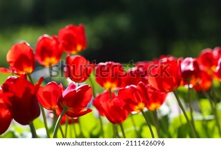 beautiful red tulip flowers with selective focus in the park. Spring landscape large format for banner