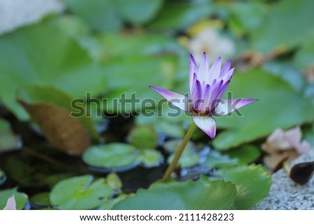 macro picture of purple lotus flower