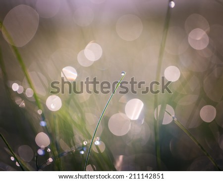 morning wet grass with bokeh lights background