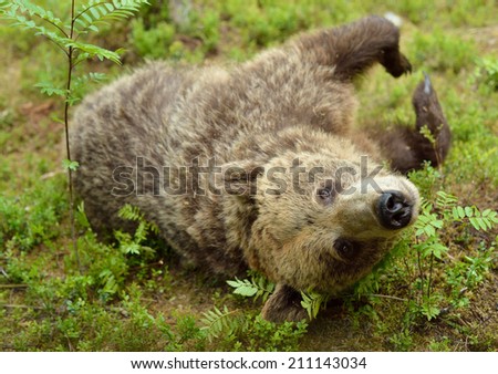Brown bear closeup in the forest