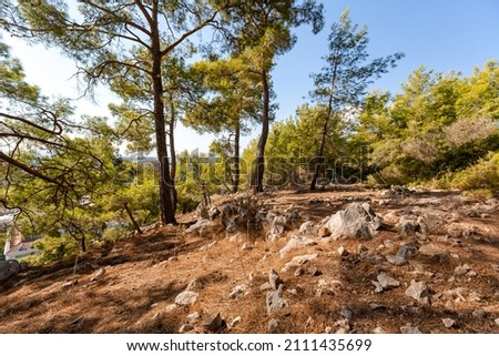 summer forest in rocky area
