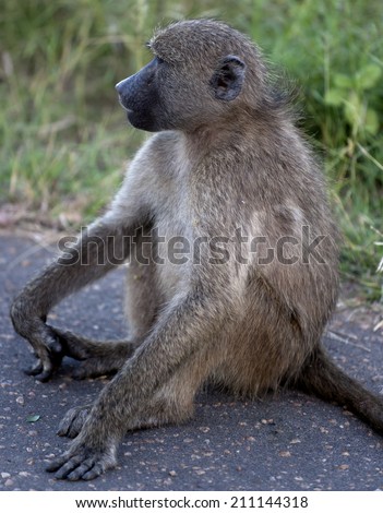 Baboon just sitting