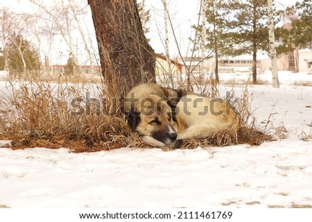 Homeless dog sleeping under tree surrounded by snHomeless dog sleeping under tree surrounded by snow.
stray dog in the city in winter. 
Animals Vs. cold weather.
pets, pet, animal.
Love dogs.
wildlife Royalty-Free Stock Photo #2111461769