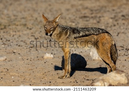 Side view of one standing black-backed jackal in the Kgalagadi Transfrontier Park in South Africa