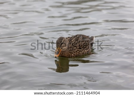 A duck swimming in the lake. Picture taken in winter.