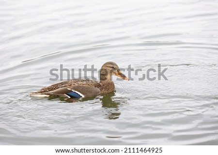 A duck swimming in the lake. Picture taken in winter.