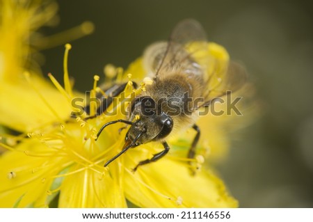 head shot of bee on yellow blossom
