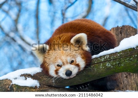 Sleeping red panda, its scientific name is Ailurus fulgens Royalty-Free Stock Photo #2111486042