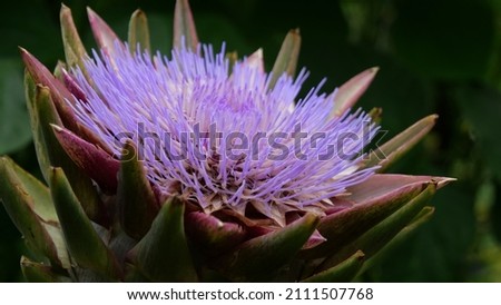 Macro photography of a purple exotic flower