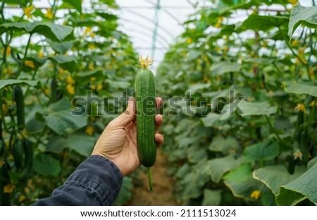 Hand holding a cucumber in a greenhouse Royalty-Free Stock Photo #2111513024