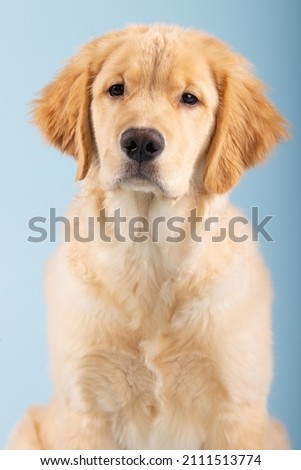 Portrait of young golden retriever puppy dog with soft fluffy fur in front of seamless blue background
