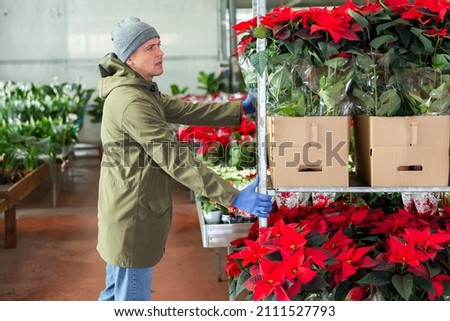 Male flower shop employee moving racks of poinsettia flowers Royalty-Free Stock Photo #2111527793