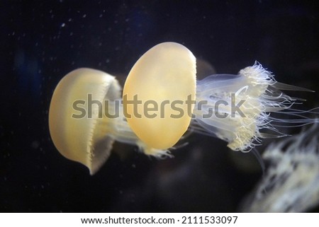                               yellow and white jellyfish swimming against black background