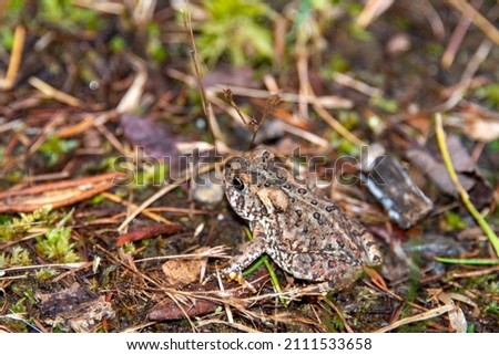 A common toad, amphibian, hiding among green grass, yellow leaves, swamp ground, and weeds. The aquatic reptile is small, camouflaged, slimy, and wet with brown warty bumps on the organism's back.  Royalty-Free Stock Photo #2111533658