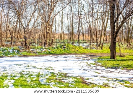 Spring forest. Melting snow and green grass against the background of bare leafless trees. Royalty-Free Stock Photo #2111535689