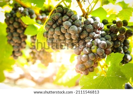 View of wine vineyards. Harvesting black grapes to make red wine. Properties help inhibit the growth of cancer cells. Help reduce the amount of bad fat. Agricultural concepts.