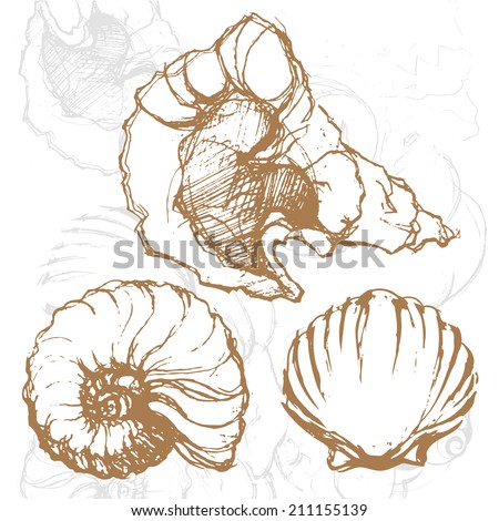 Graphic pencil vector sketches illustration with sea shells