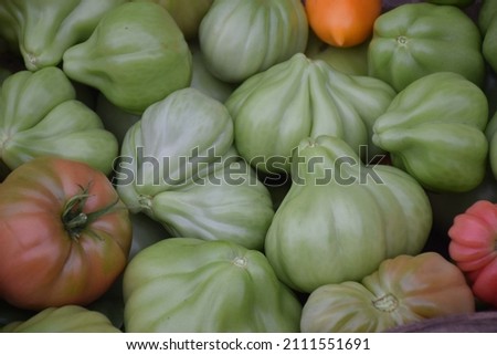 Harvest of ripe and unripe tomatoes. Stock Photo