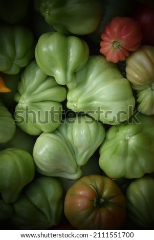 Harvest of ripe and unripe tomatoes. Stock Photo