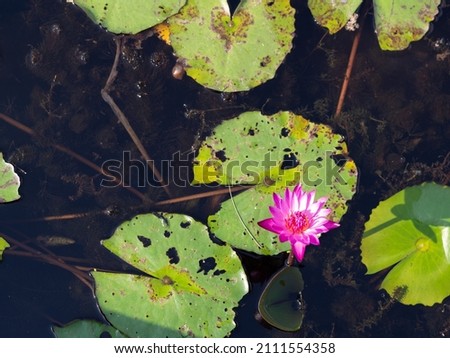 Lotus pond and leaf all color at Kampangpetch, Thailand.