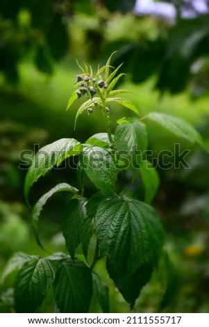 Closed raspberry buds in the spring before flowering.  Stock Photo
