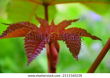 Beautiful burgundy leaves in the summer garden. Stock Photo