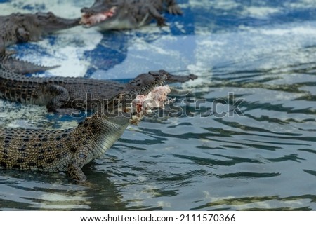 A baby crocodile sitting in water eating fresh meat, surrounded by other crocodiles with big teeth