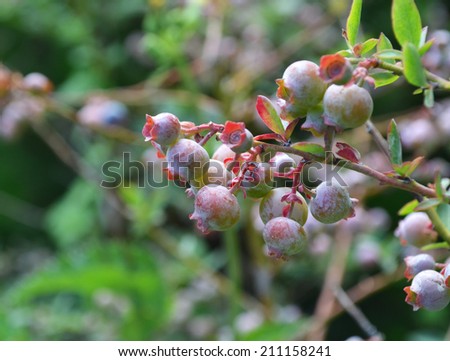 Lowbush blueberry Royalty-Free Stock Photo #211158241
