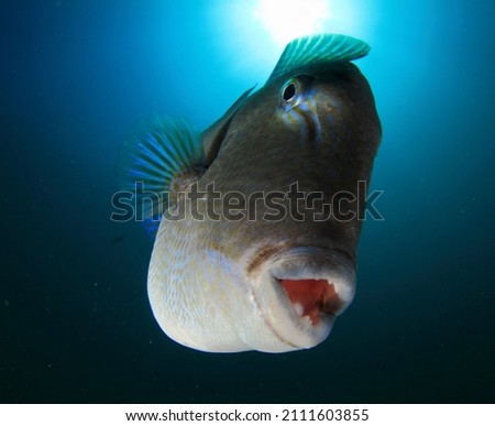 Triggerfish posing in the blue sea