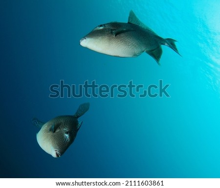 Triggerfish posing in the blue sea