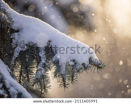 Green fir branches in winter covered with snow. Branches of fir tree as background, closeup. Christmas background