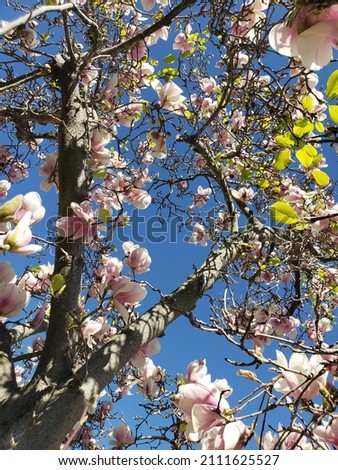 A flowering Magnolia tree in the January sun of California