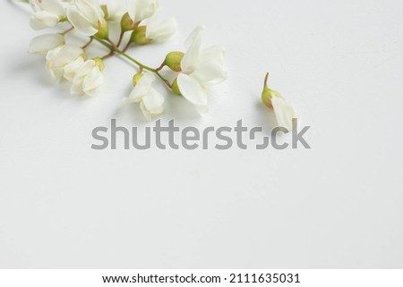 acacia flowers on white blue table. tender spring flowers