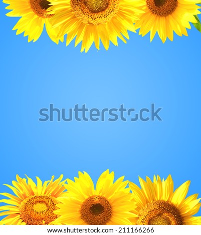 Border with many yellow sunflowers. Isolated on blue background