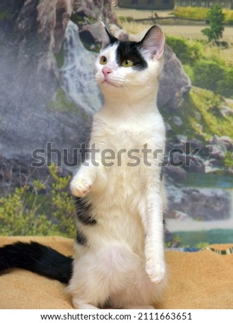 white with black cute playful kitten on its hind legs catches