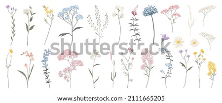Wild flowers vector collection.  herbs, herbaceous flowering plants, blooming flowers, subshrubs isolated on white background. Hand drawn detailed botanical vector illustration. Royalty-Free Stock Photo #2111665205