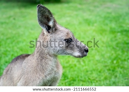 Male kangaroo close up portrait in the bush. Australian wildlife marsupial animals