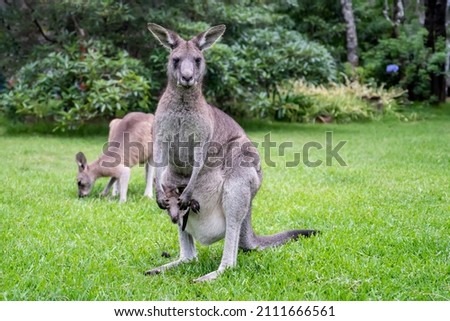 Mother kangaroo with baby kangaroo in her pouch and joey kangaroo eating grass Australian wildlife marsupial animals