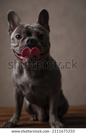 lovely french bulldog puppy sticking out tongue, panting and sitting on brown background in studio