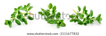 Thyme isolated. Thyme herb on white background. Fresh thyme plant collection. Royalty-Free Stock Photo #2111677832