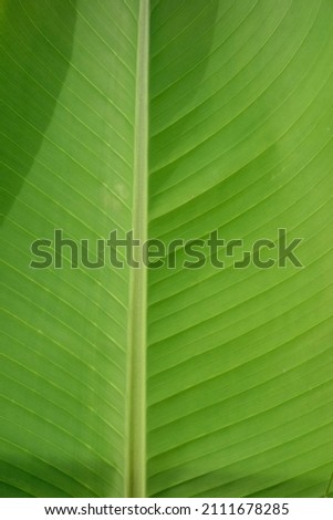       The large banana leaves that gracefully inspire are comfortable                         