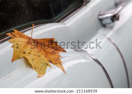 attractive detail picture of a maple leaf lying on the rain-wet body of a car