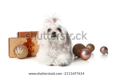 Adorable funny dog with Christmas gifts on white background